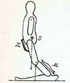 Рис. 23. - Деревянная модель, показывающая равновесие туловища при состоянии