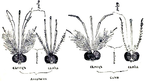 Рис. 2. Отличия обыкновенных комаров (Culex) от малярийных (Anopheles). На голове видны усики (antennae) и щупальца (palpi). Посредине хоботок. 