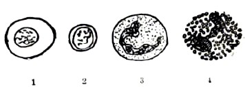 Схематическое изображение разных видов лейкоцитов