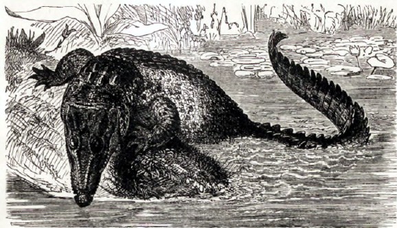 Ост-индский крокодил (Crocodilus biporcatus).