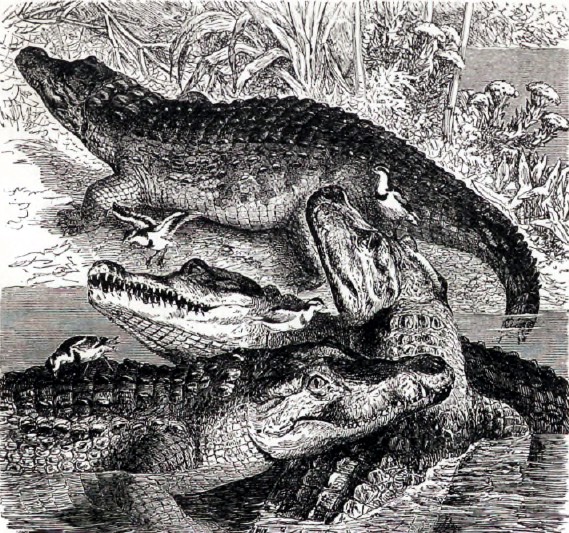 Крокодил нильский (Crocodilus niloticus).