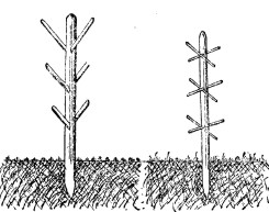 Приспособления из дерева для сушки сена (в северной и северо-западной России).