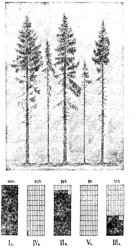  Плодоношение деревьев различного класса господства (еловое насаждение Охтенской дачи). 