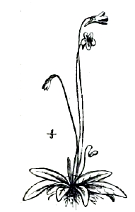 Рис. 2. Pinguicula vulgaris (уменьшено).