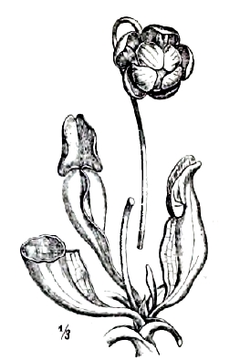 Рис. 6. Sarracenia purpurea (уменьшено).