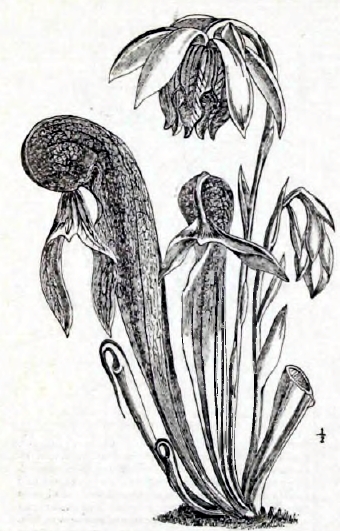 Рис. 7. Darlingtonia californica (уменьшено).