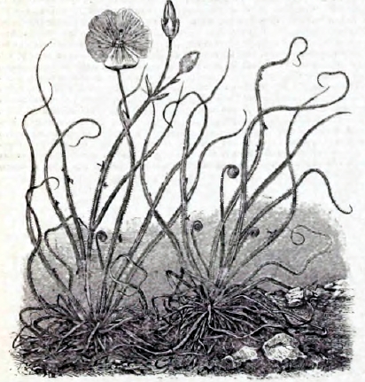 Рис. 1. Drosophyllum lusitanicum (уменьшено).
