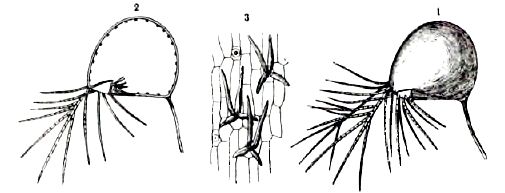 Рис. 4. Utricularia vulgaris. Фиг. 1 — ловчий пузырек. Фиг. 2 — продольный разрез его. Фиг. 3 — железки на внутренней стороне пузырька (сильно увеличено).