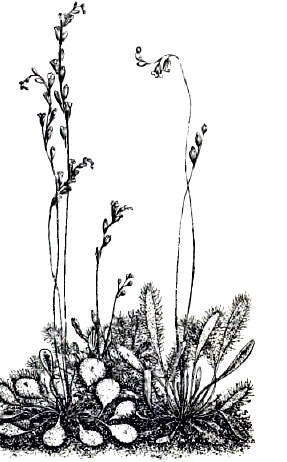 Рис. 10. Drosera. A – rotundifolia, B – intermedia, C – longifolia.