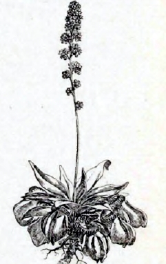 Рис. 8. Cephalotus follicularis (уменьшено).