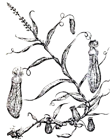 Рис. 9. Nepenthes (уменьшено).