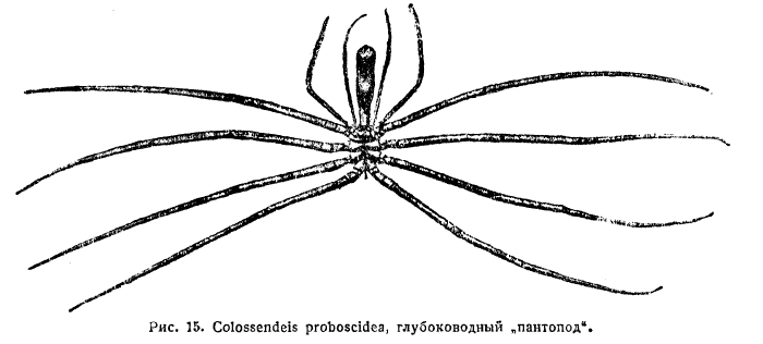 Colossendeis proboscidea, глубоководный «пантопод».
