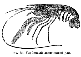  Глубинный десятиногий рак.