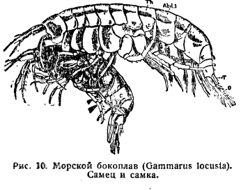 Морской бокоплав (Gammarus locusta). Самец и самка.