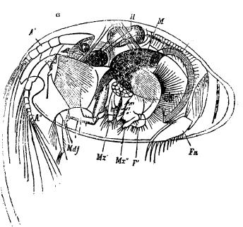 Cypridina mеditerranea