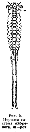 Нервная система жабронога. m – рот.