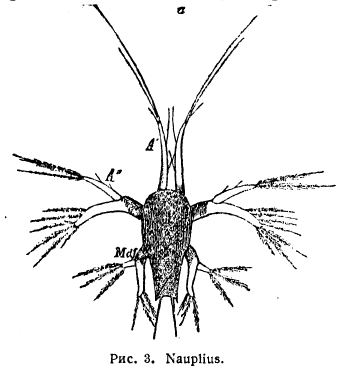 Nauplius