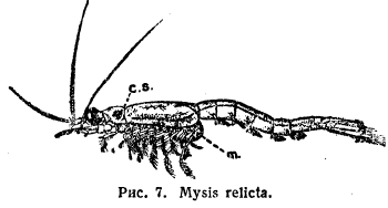 Mysis relicta.