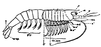 Схематическое изображение расчленения ракообразного из Malacostraca