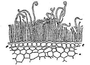Рис. 5. Кожица (е) с восковыми палочками на поперечном разрезе стебля сахарного тростника.