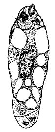 Рис. 38. Зародышевый мешок (выделенный из семяпочки).