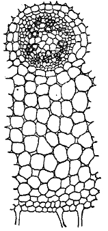 Рис. 31. Микроскопическое строение корня (поперечный разрез). 