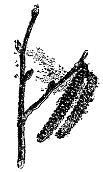 Рис. 33. Цветение лесного орешника.