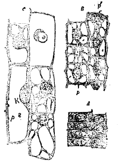 Рис. 3. Паренхимные клетки из корня Fritillaria imperialis