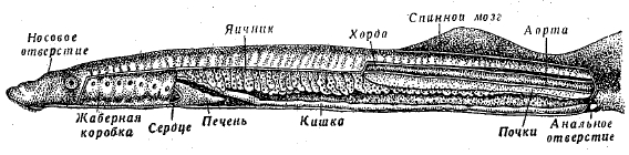 Рис. 1. Внутренности речной миноги (Lampetra fluviatilis).