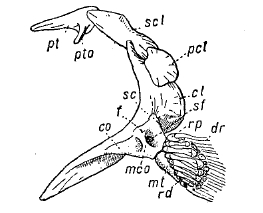 Рис. 4. Плечевой пояс и скелет правого грудного плавника у Аmіа саlѵа изнутри
