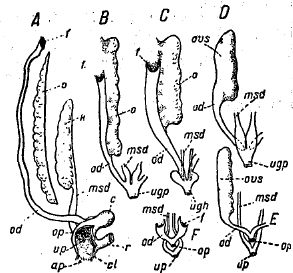 Рис. 12. Схемы женских мочеполовых органов