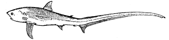 Рис. 15. Акула-лисица (Alopias vulpes).