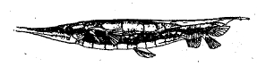 Рис. 23. Aeoliscus strigatus