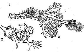 Рис. 24. Solenostomus laciniatus