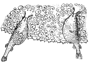 Рис. 36. Два карликовых самца Ceratias holboelli