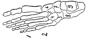Рио. 2. Стопа  (вид сверху). 1  — фаланга; 2 — плюсневые кости; 3 — кубовидная кость; 4, 5, 6 — клиновидные; 7 — ладьевидная; 8 — пяточная; 9 — надпяточная (таранная).