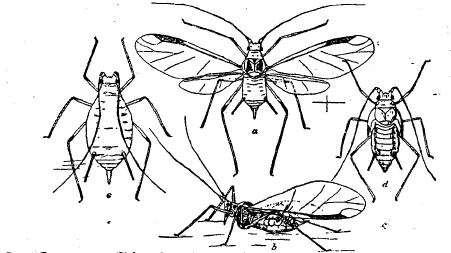 Рис. 3. Гороховая тля (Siphonophora pisi): a, b – крылатая живородящая, с – бескрылая живородящая, d  - нимфа (промежуточная стадия развития). Увеличено (по Читтендену).